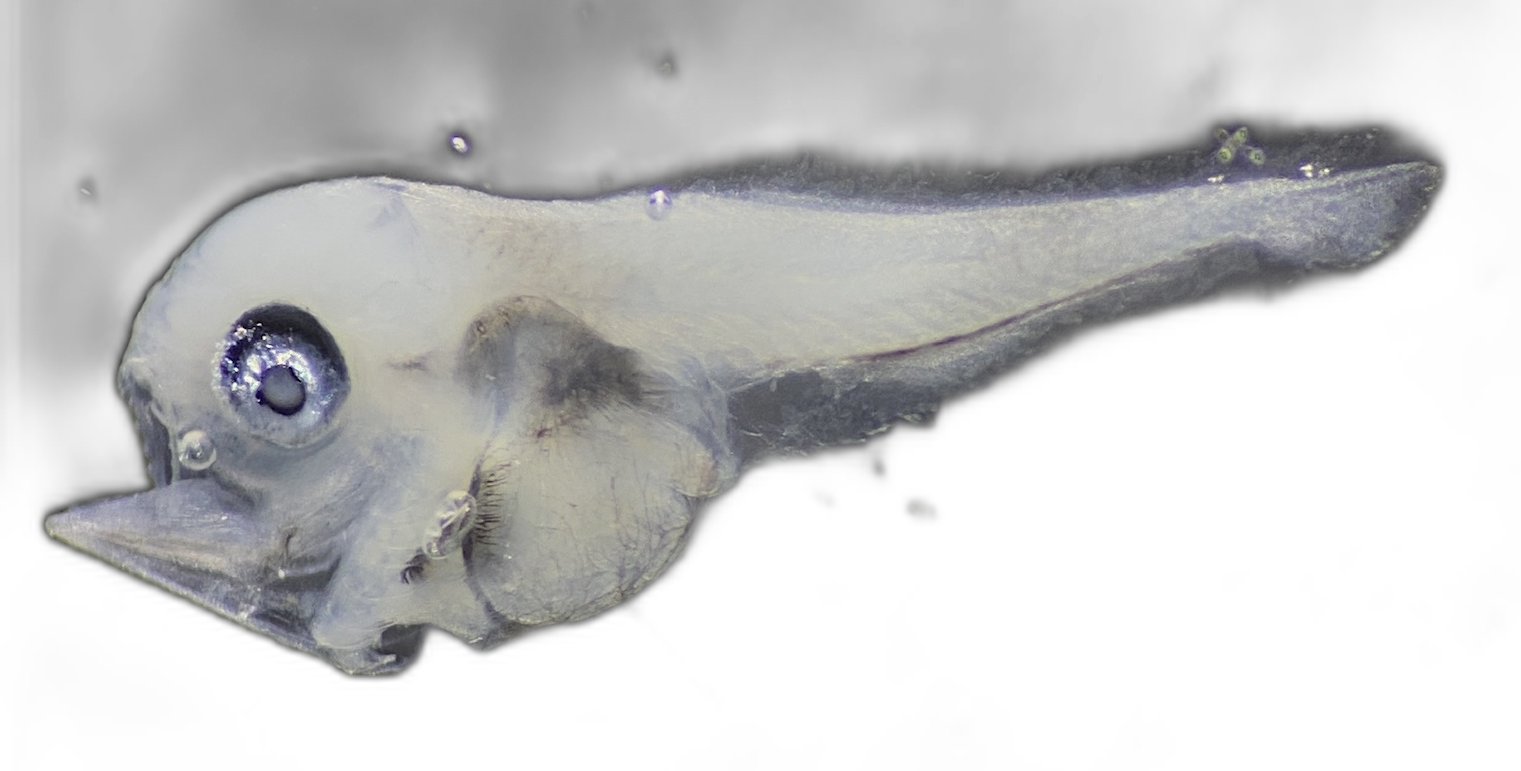Specimen image