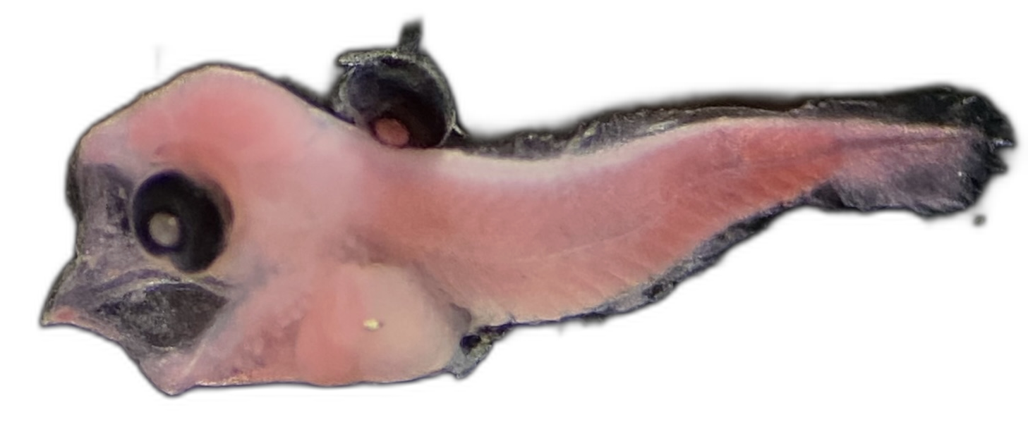 Specimen image