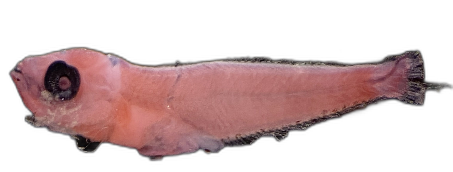 Specimen image