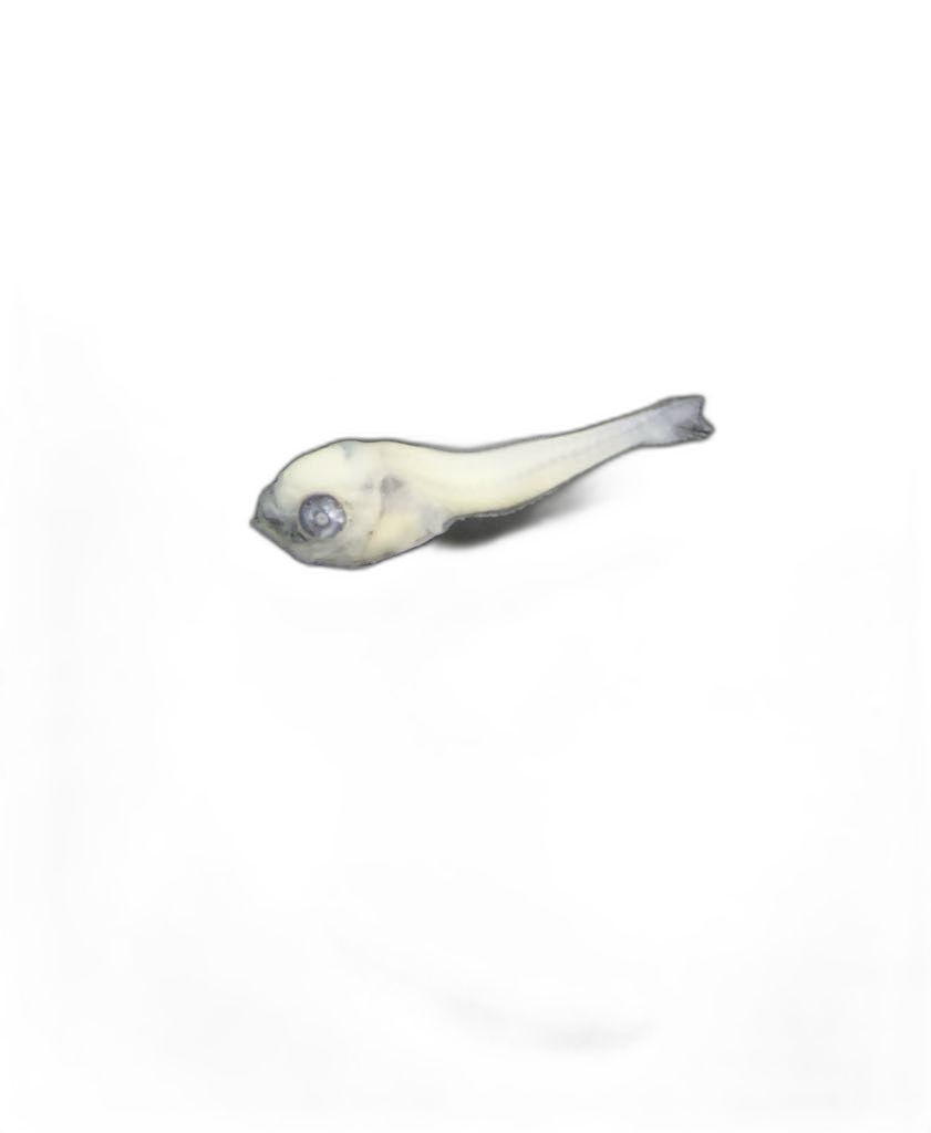 Specimen image