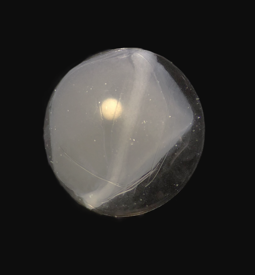 Specimen image