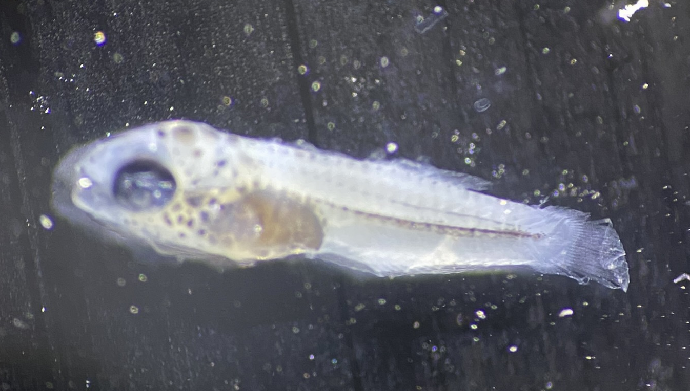 Specimen image