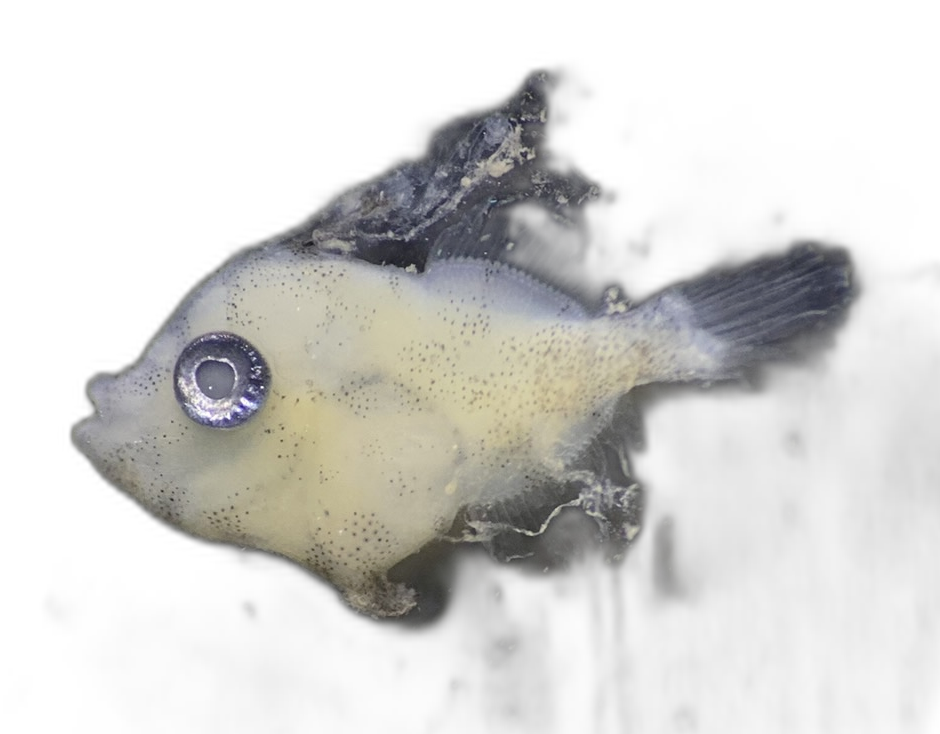 Specimen image