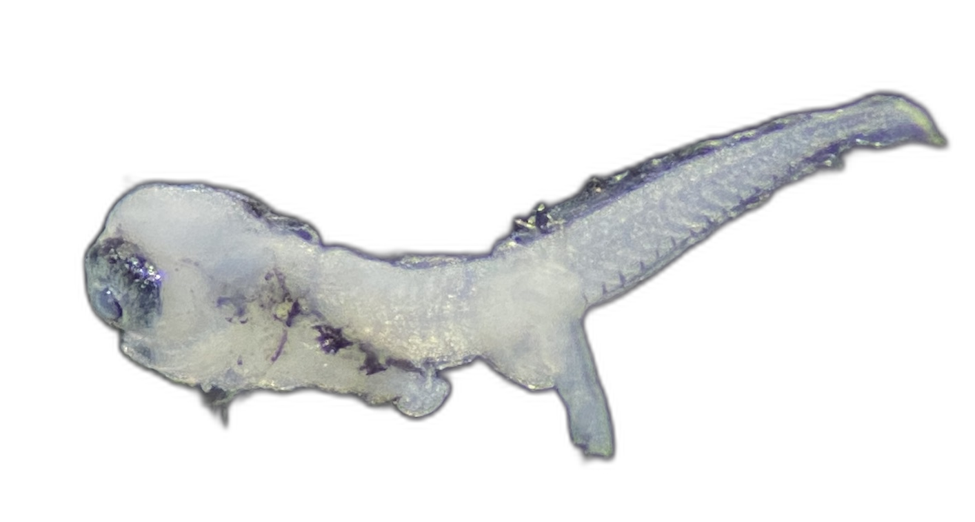 Specimen image