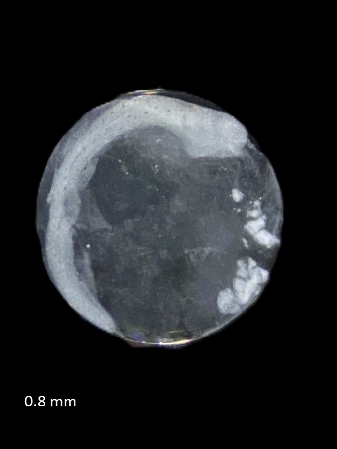Specimen image