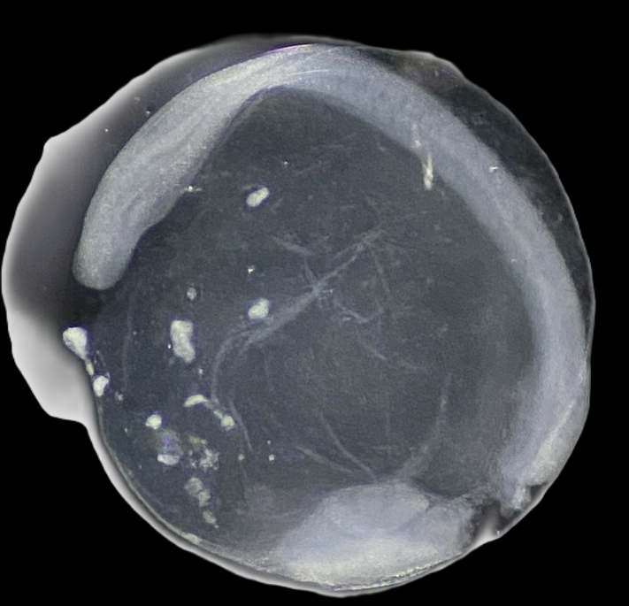 Specimen image
