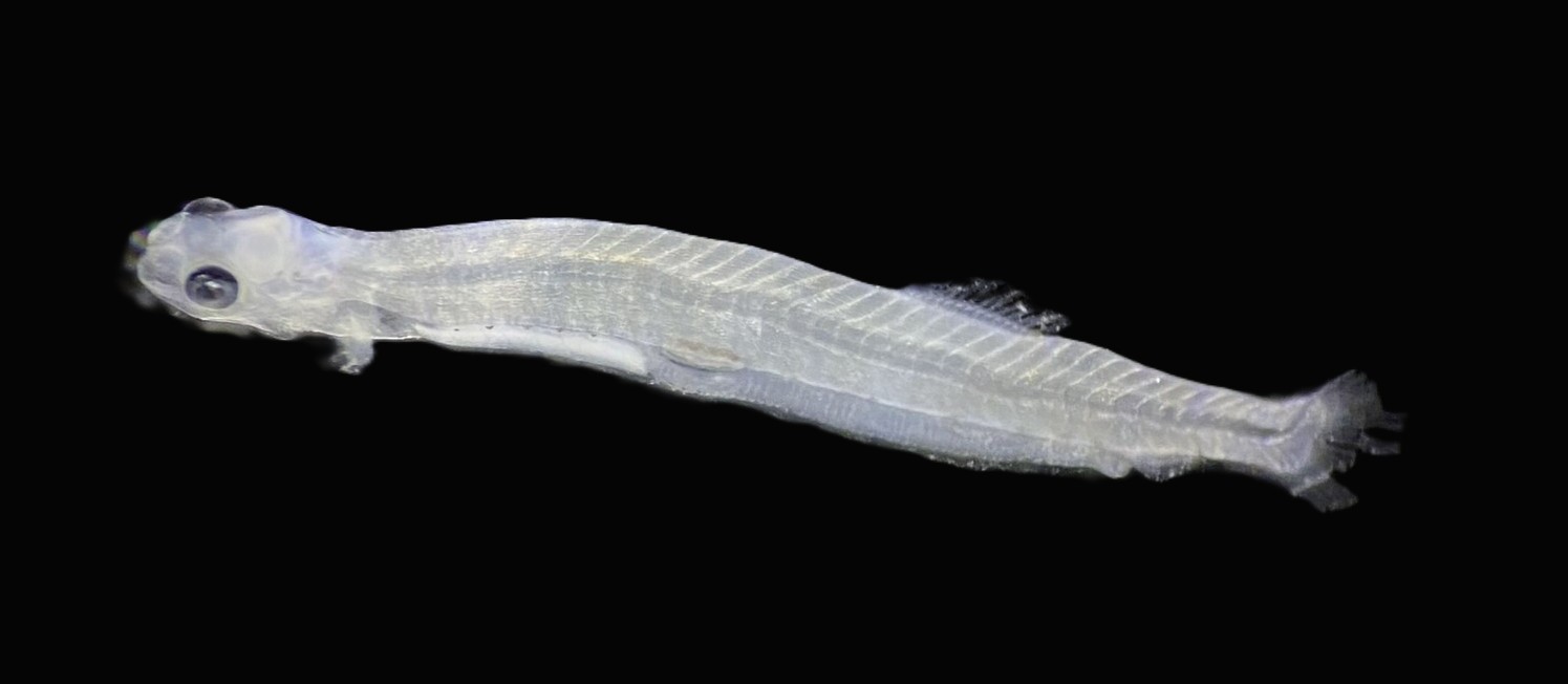 Specimen image