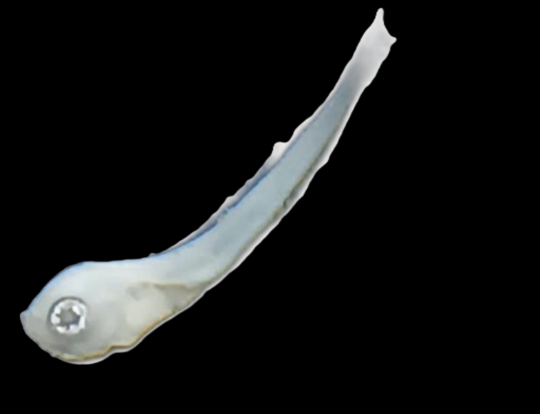 Specimen image