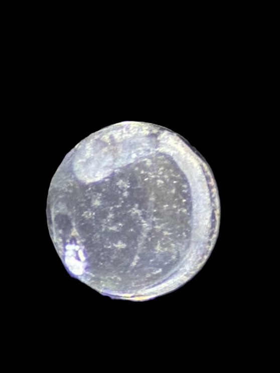 Specimen image