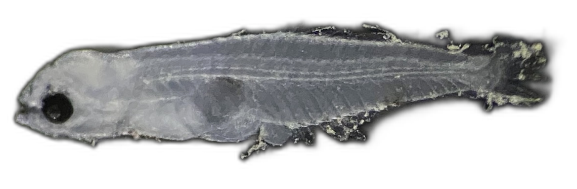 Specimen image