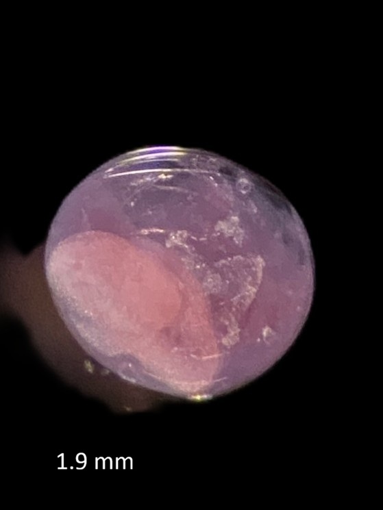 Specimen image