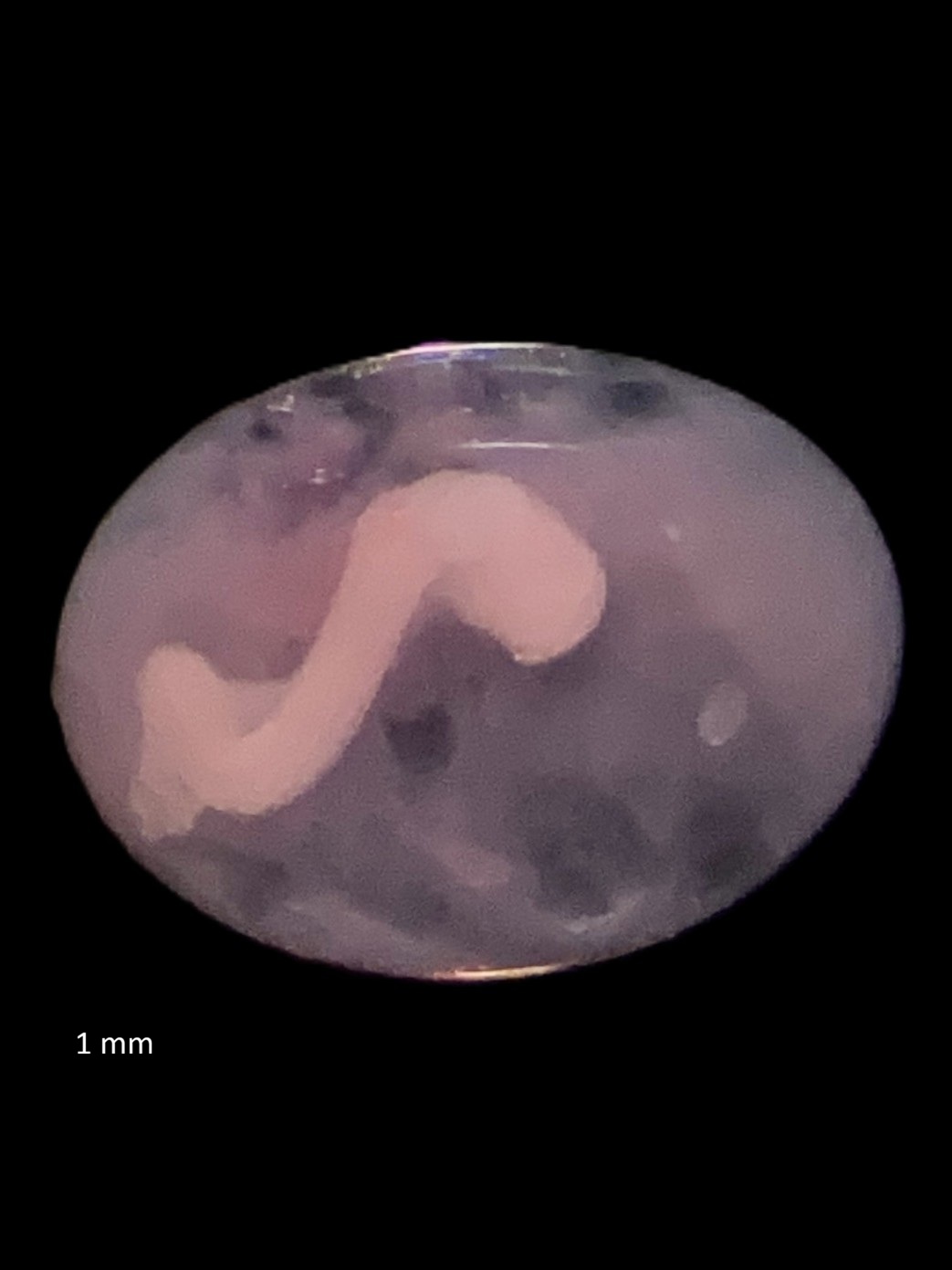 Specimen image