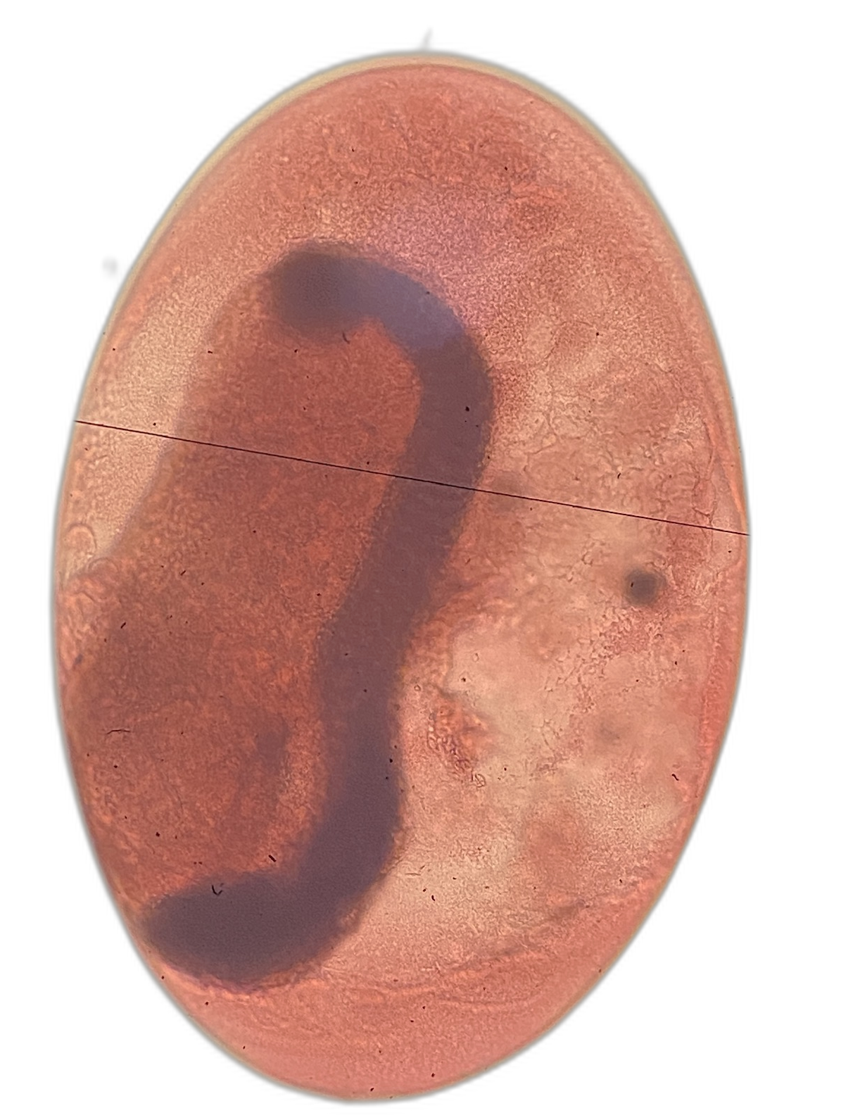 Specimen image