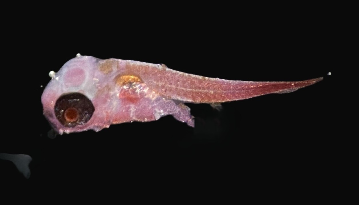 Specimen image