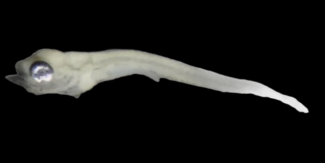 Specimen image
