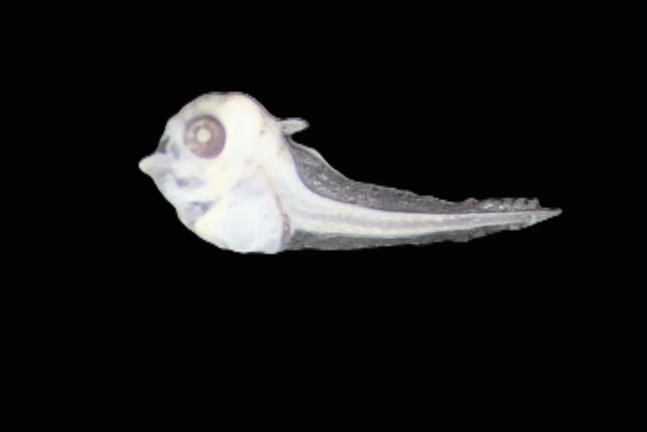 Specimen image