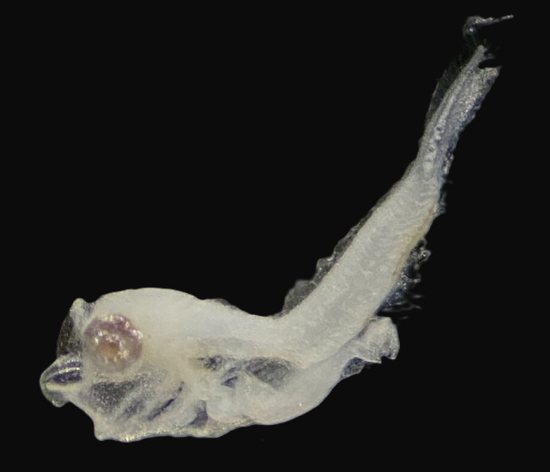 Specimen image