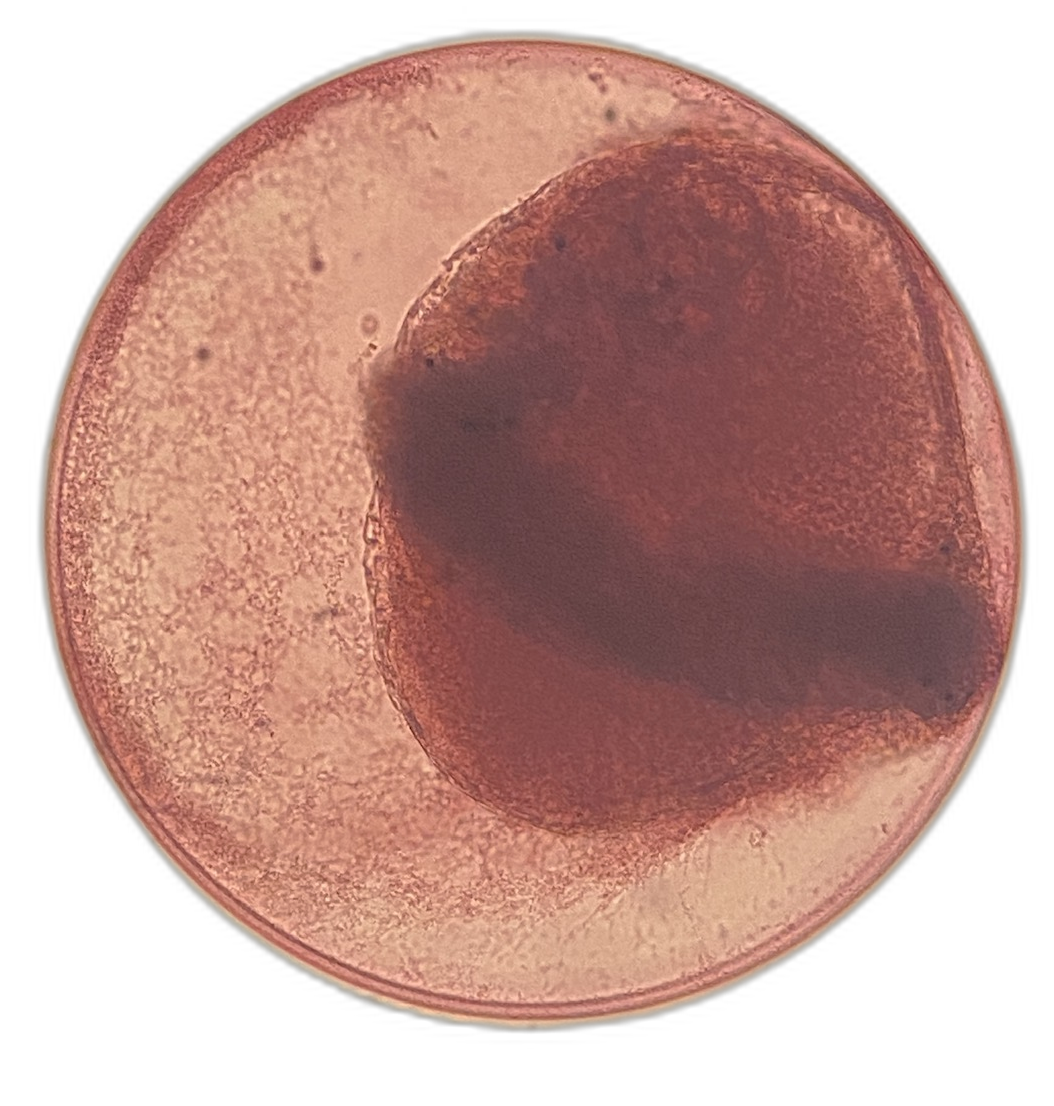 Specimen image