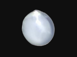 Specimen image