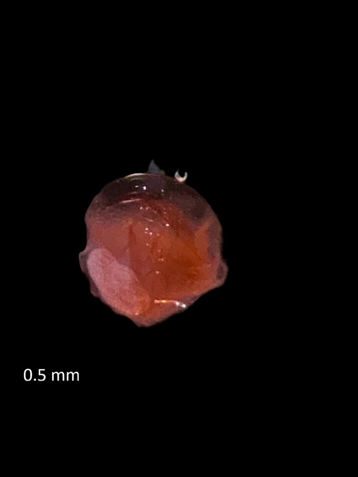 Specimen image