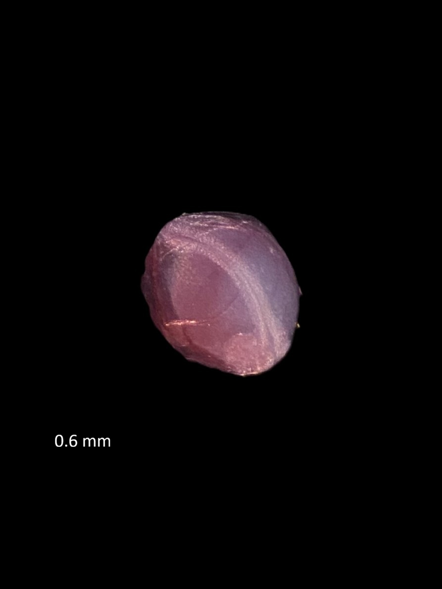 Specimen image