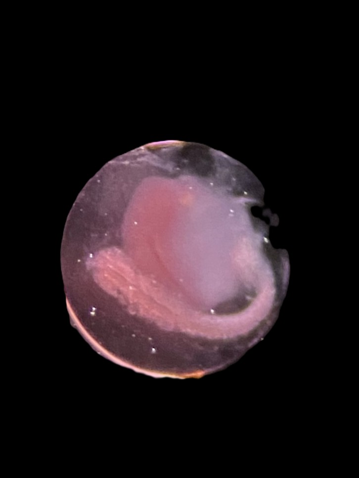 Specimen image