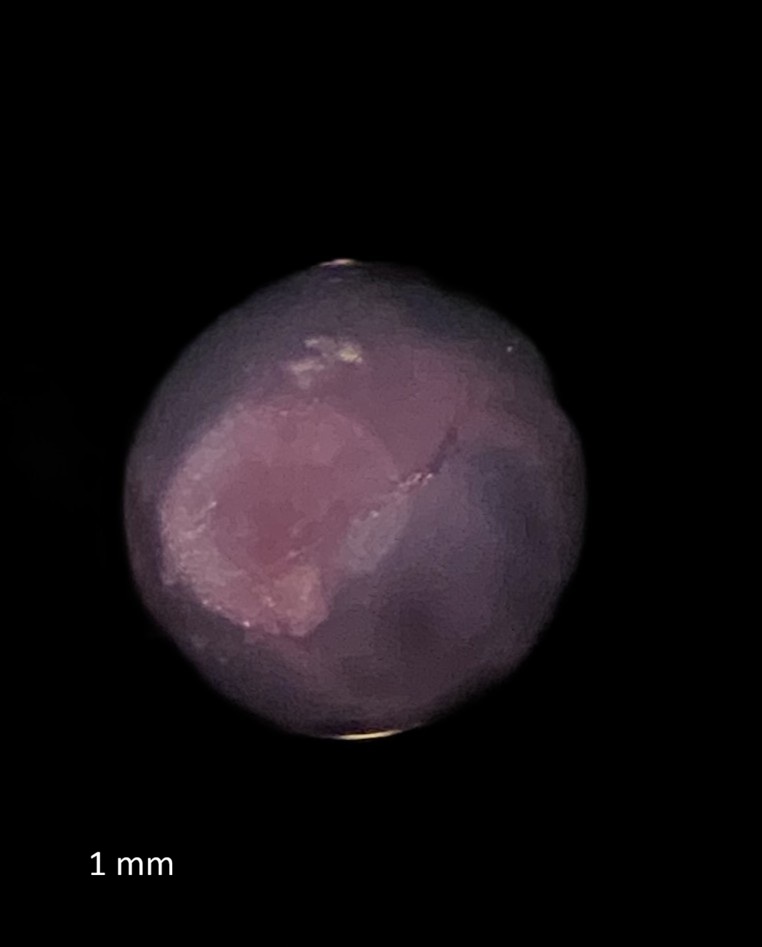 Specimen image