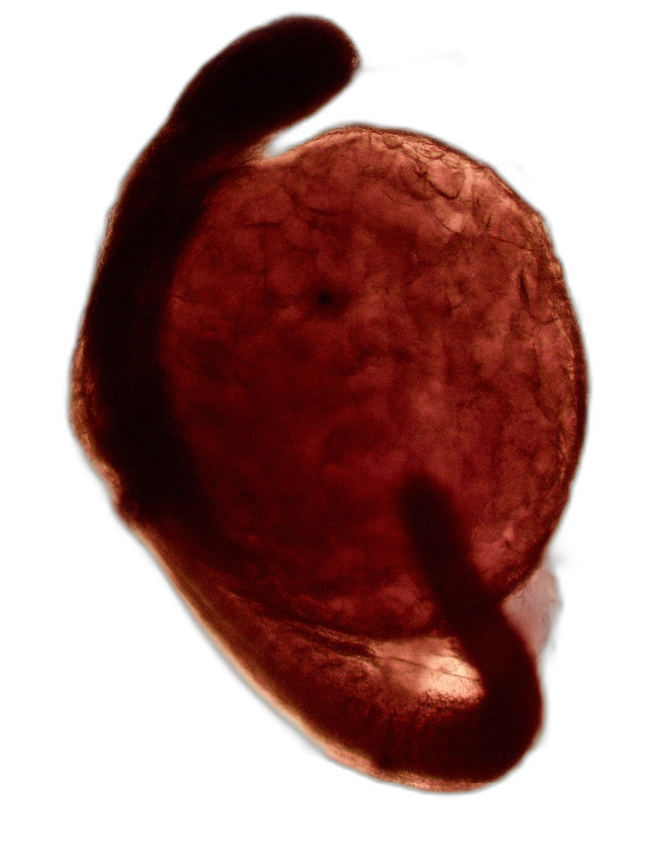 Specimen image