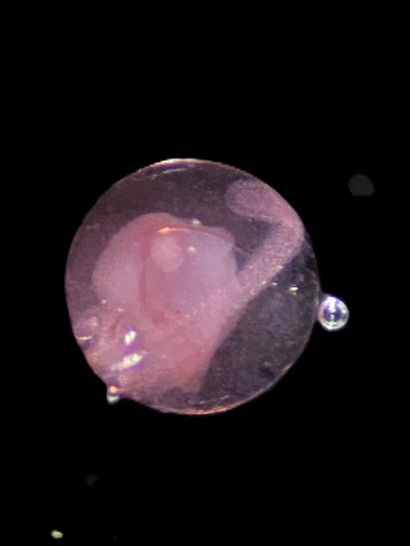 Specimen image