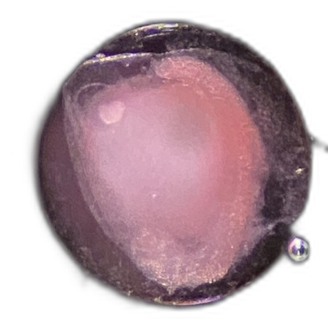 Specimen image