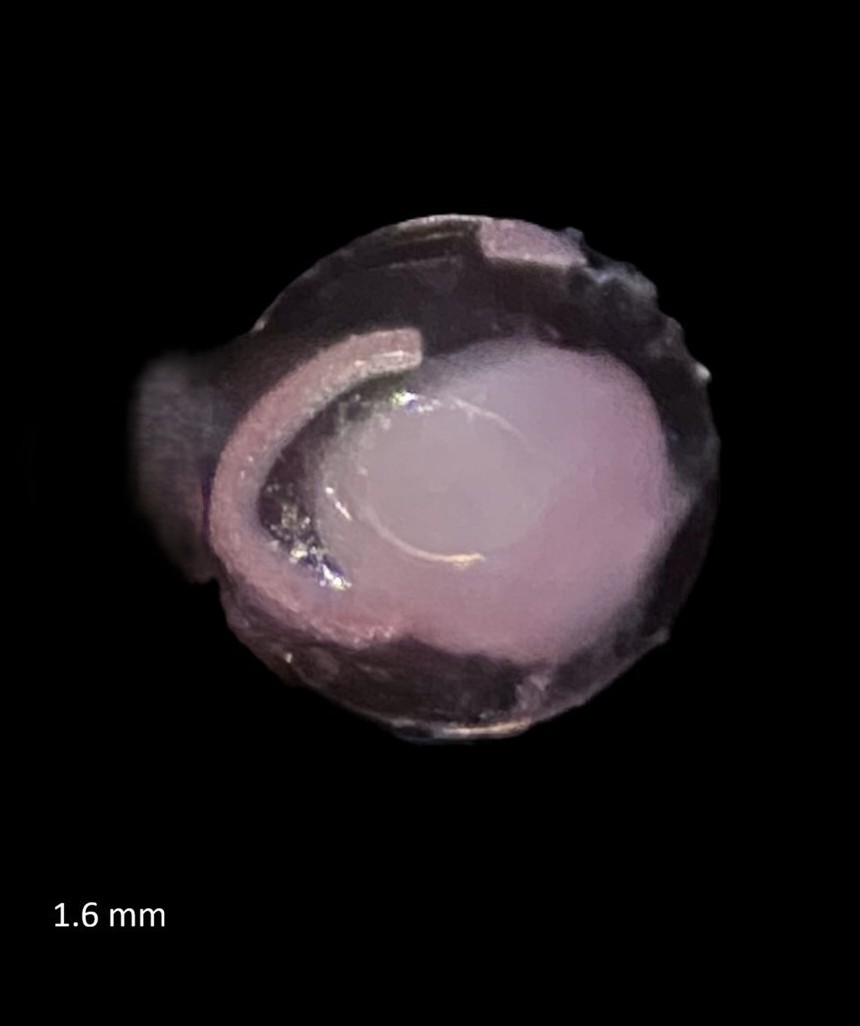 Specimen image