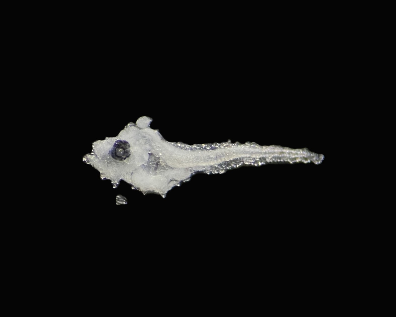 Specimen image