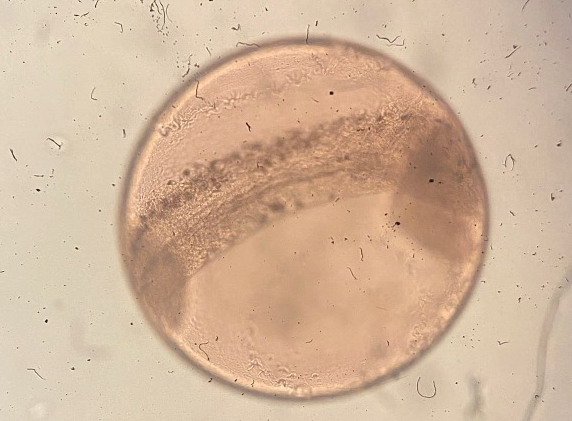 Specimen image