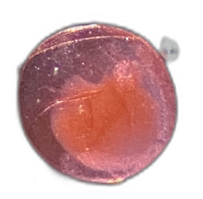 Specimen image