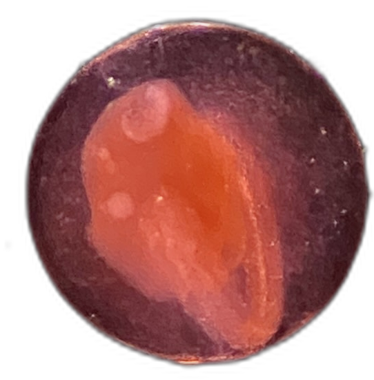Specimen image
