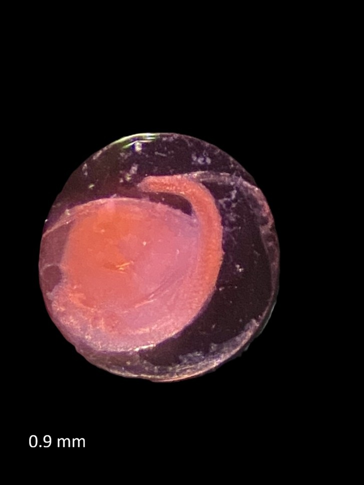 Specimen image