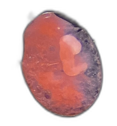 Specimen image
