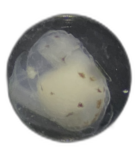 Specimen image