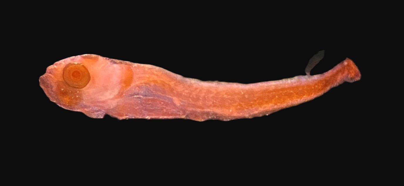 Specimen image