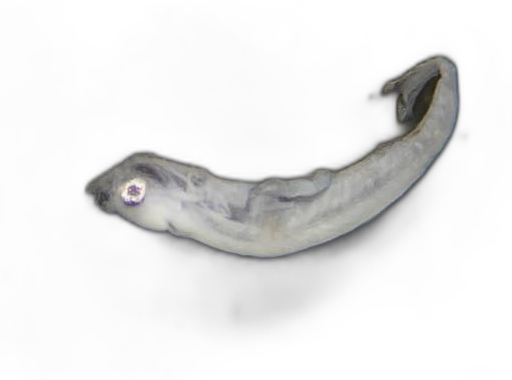 Specimen image