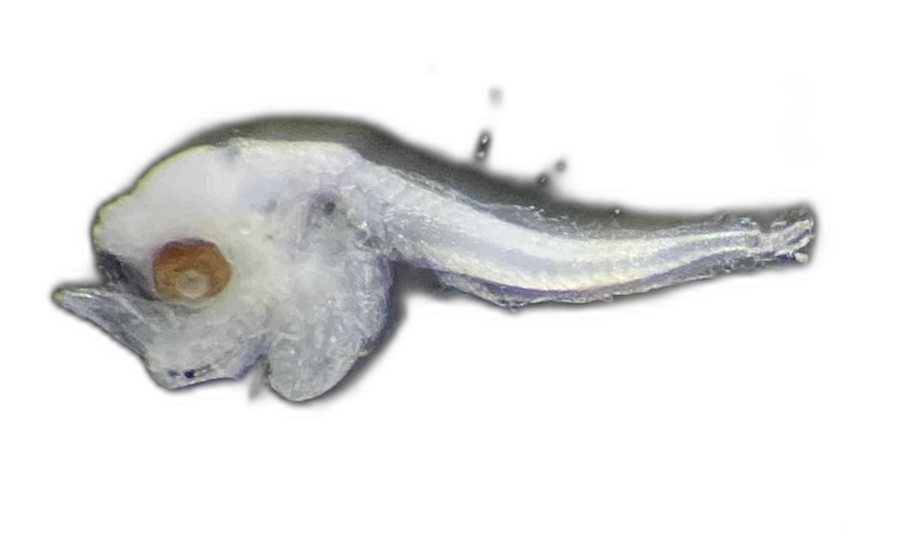 Specimen image
