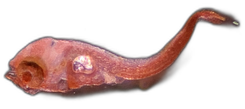 Specimen image