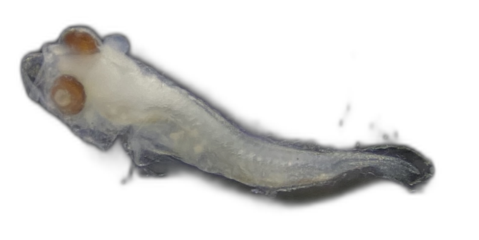 Specimen image