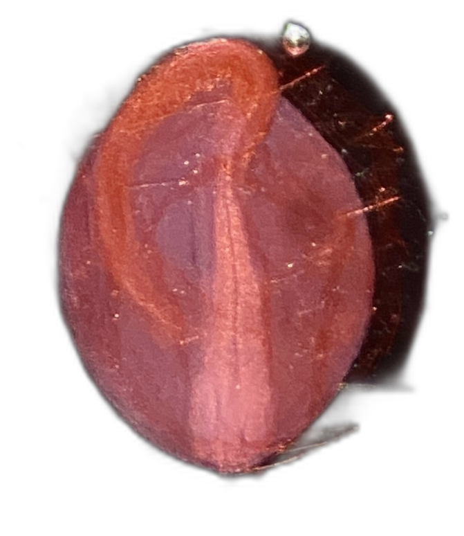 Specimen image