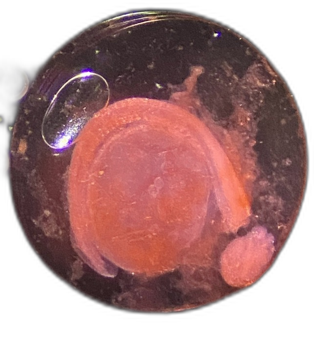Specimen image