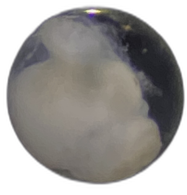 Specimen image