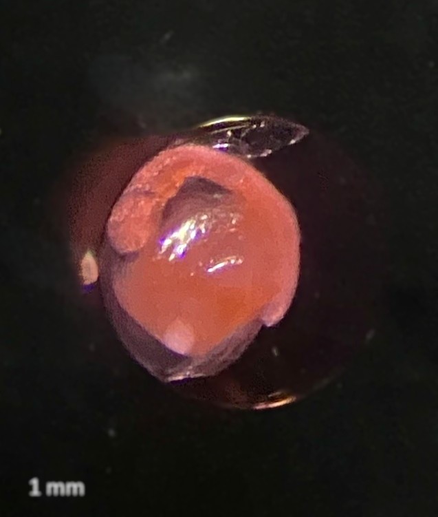 Specimen image
