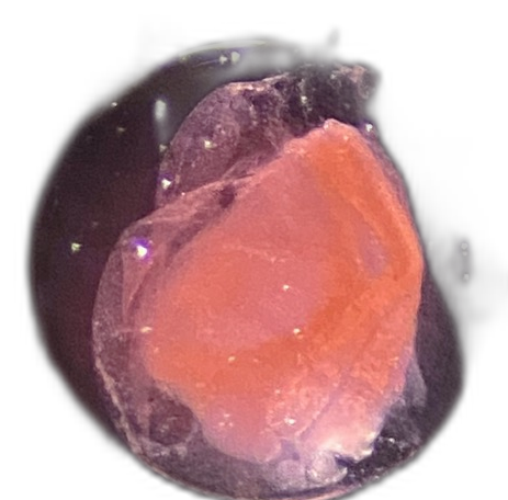 Specimen image