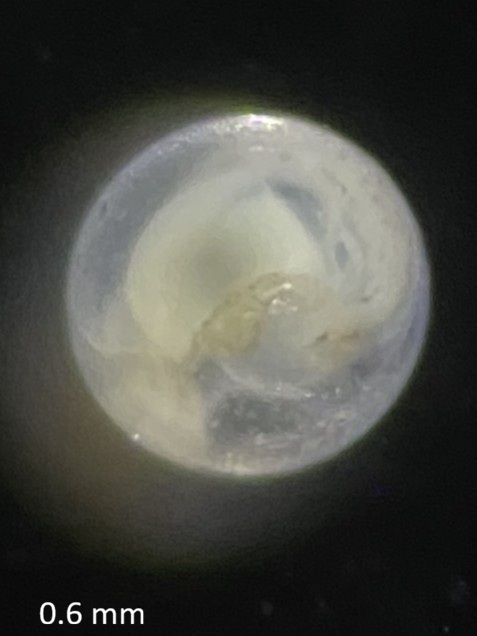 Specimen image