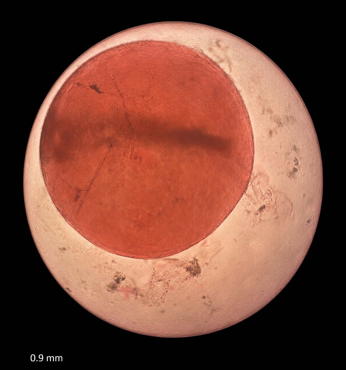Specimen image